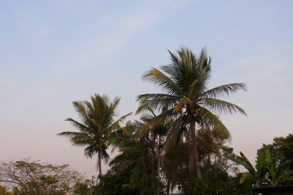 オーストラリアケアンズの椰子の木